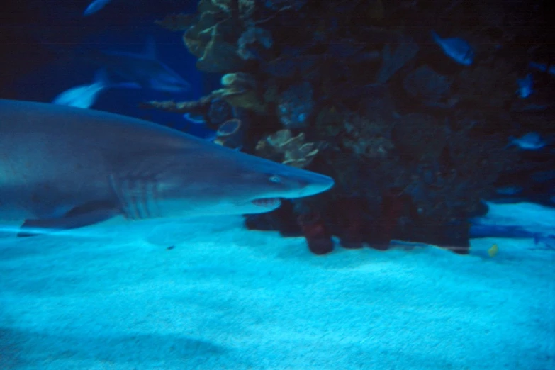 a shark swimming in the ocean with other fish in the background