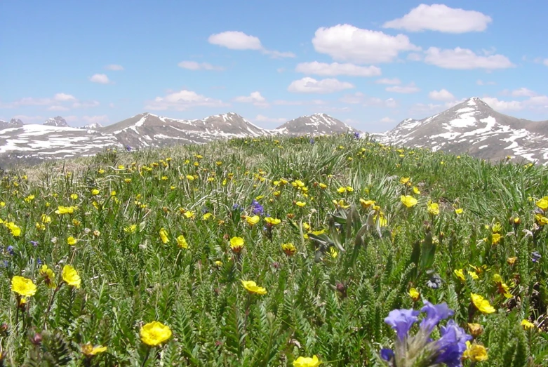 the sky and flowers are very colorful