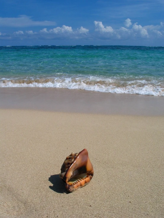 a shell on the beach with waves coming in to shore