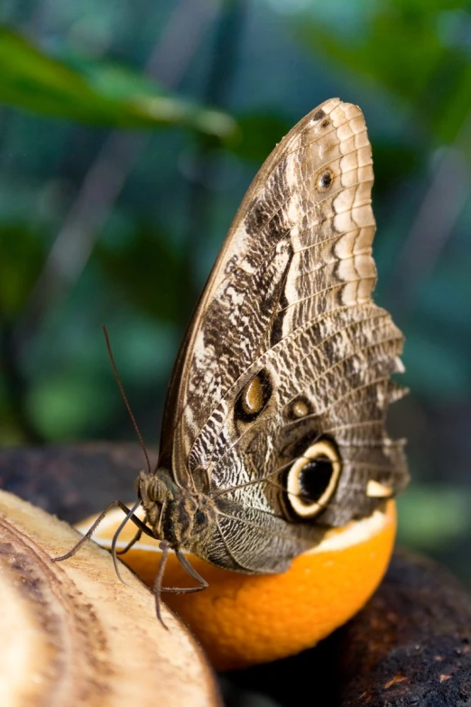 a erfly with large yellow eyes laying on an orange
