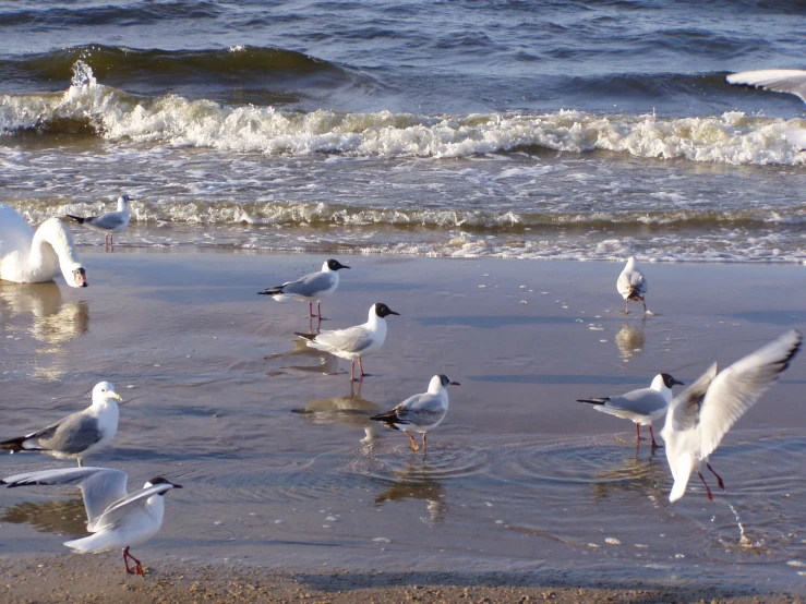 a flock of seagulls that are standing in the water