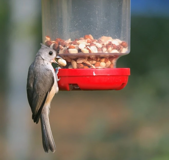 the bird is eating from the feeder with peanuts