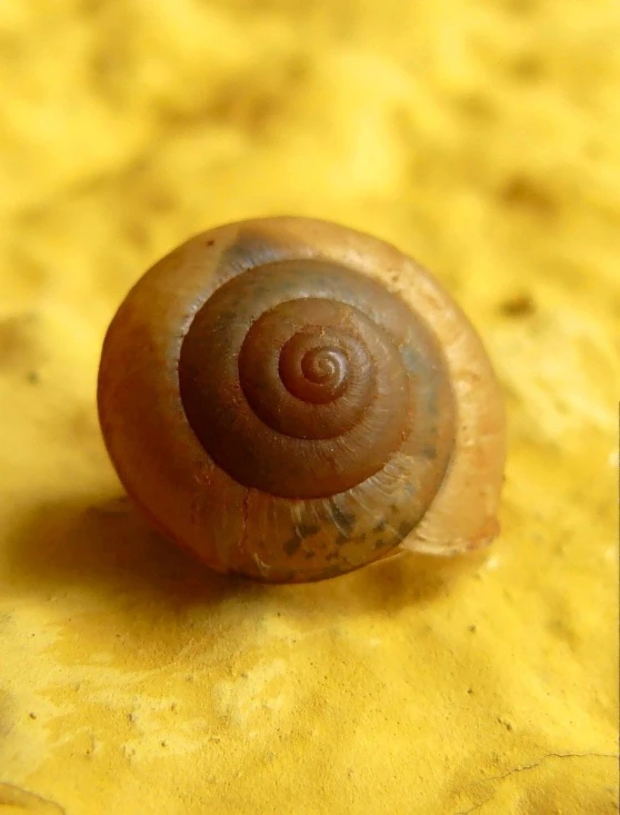 snail's shell sits on top of yellow fabric