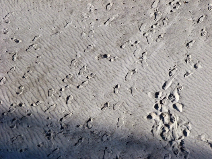 two footprints of a dog are in the sand