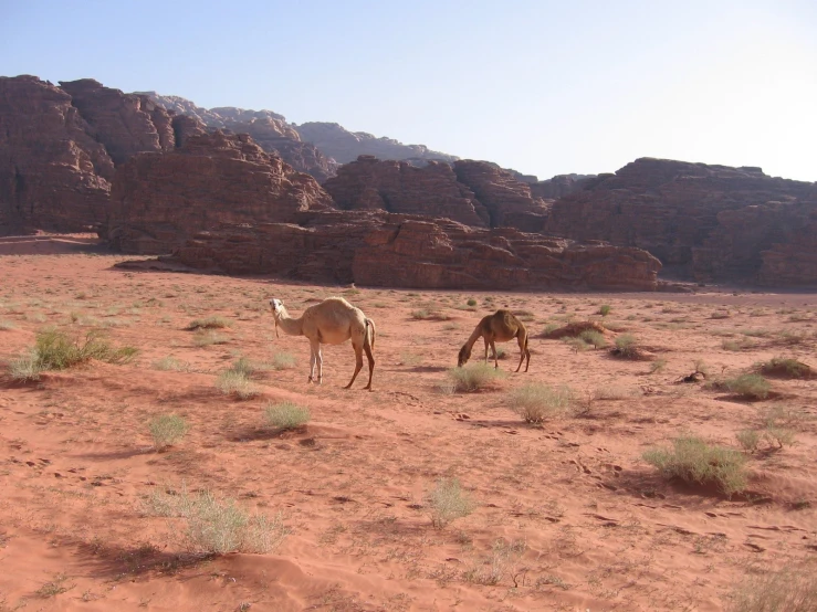camels grazing in the desert with mountains behind