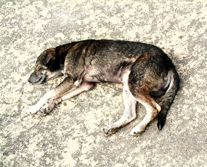 a dog sleeps on a carpet as he sleeps