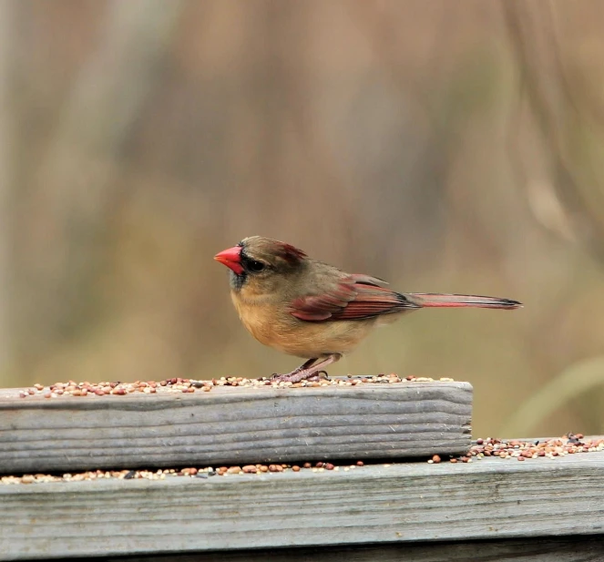 a red - ed bird stands on the edge of a bench