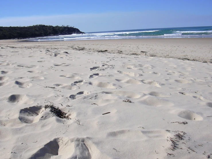 a beach view with tracks in the sand and trees