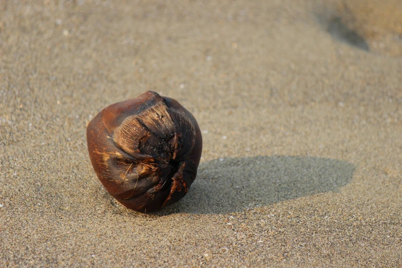 an open sea shell is shown in the sand