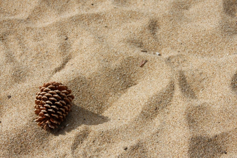 a single pine cone sits on the sand