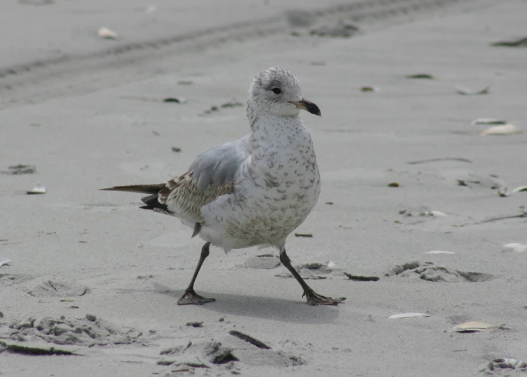 bird on beach walking around while staring to one side