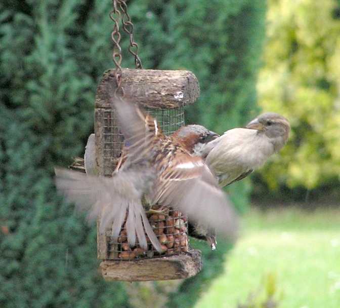 a bird feeder filled with two different birds