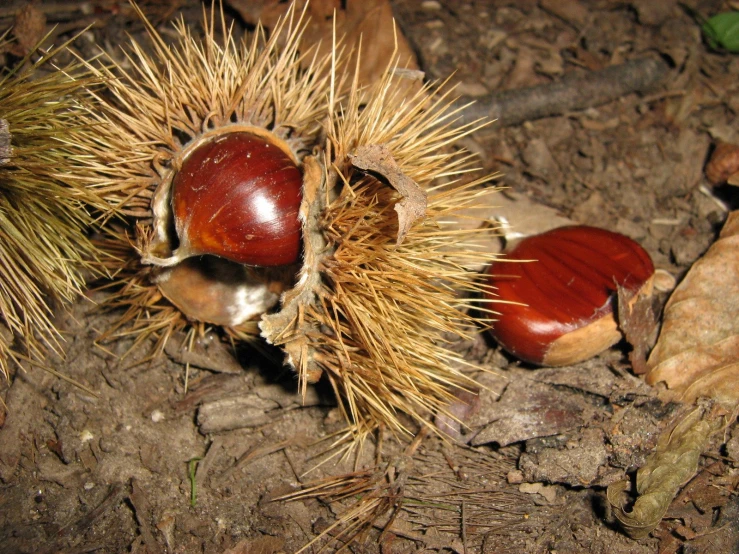 two chestnut nuts on the ground covered in needles