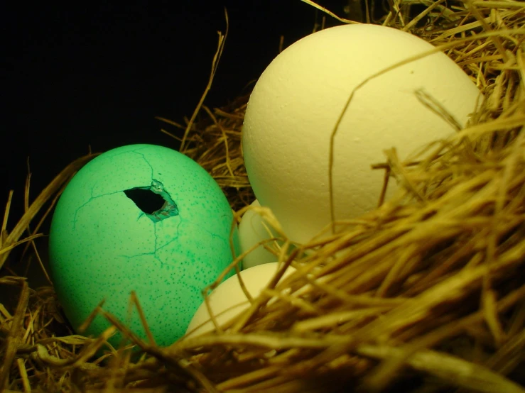 an egg and its nest with some straw on the ground