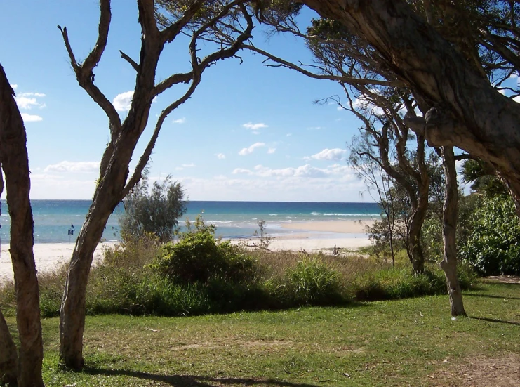 a beach in the background as seen through some trees