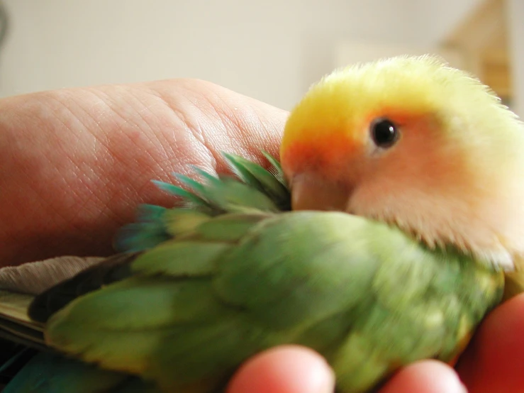 a yellow and green bird is perched on top of someone's hand