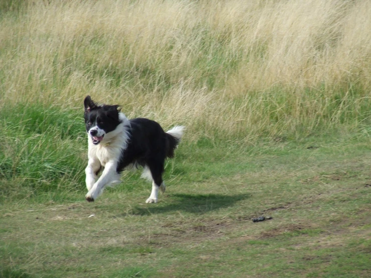 a black and white dog running through grass