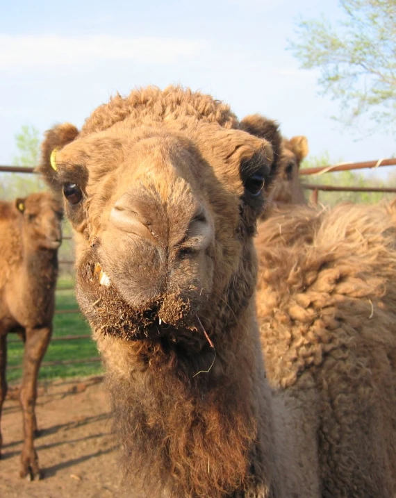 two camels are standing near each other on the dirt