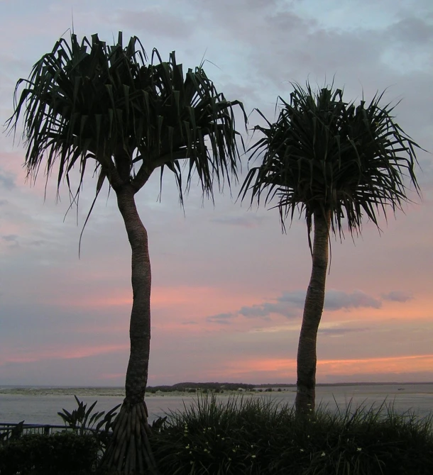 two tall palm trees next to each other near the ocean