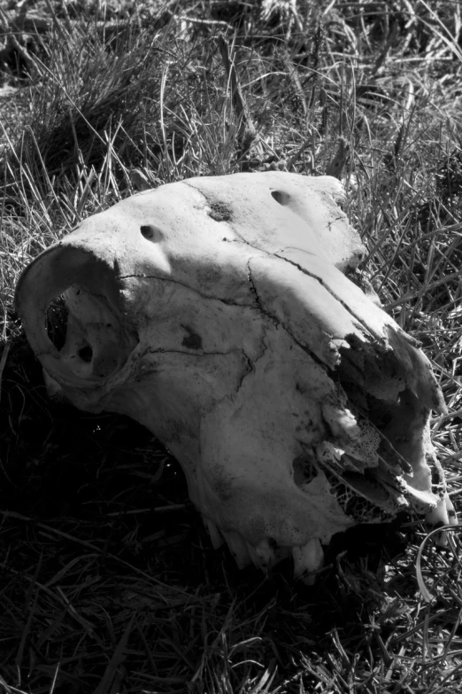 an animal skull laying in a grassy field