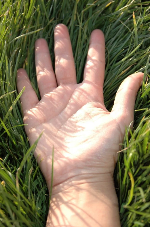 a person is holding their hand out in the grass