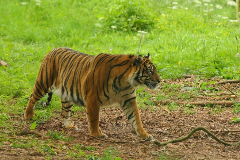 a tiger walking on top of a lush green field