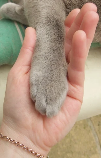 the kitten is holding onto the hand of a person