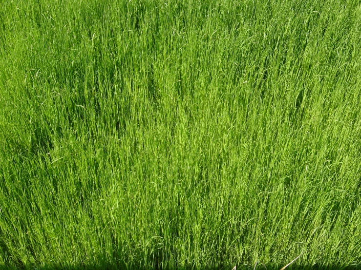 the bright green grass is growing in the yard