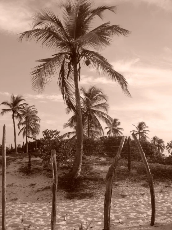 two tall palm trees sit on the beach
