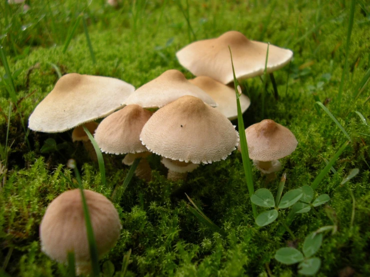 a group of mushrooms are sitting on the moss