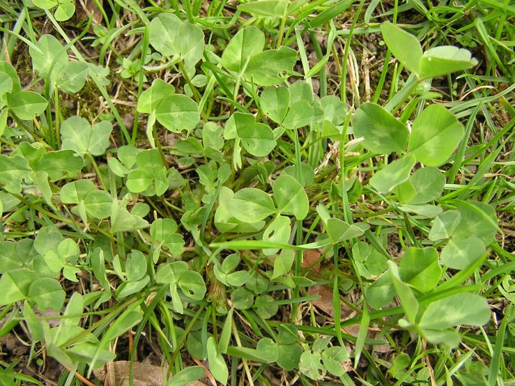 some kind of plant that has leaves in the grass