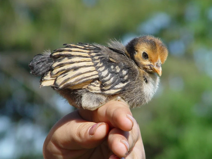 the hand holds a baby bird in it's palm