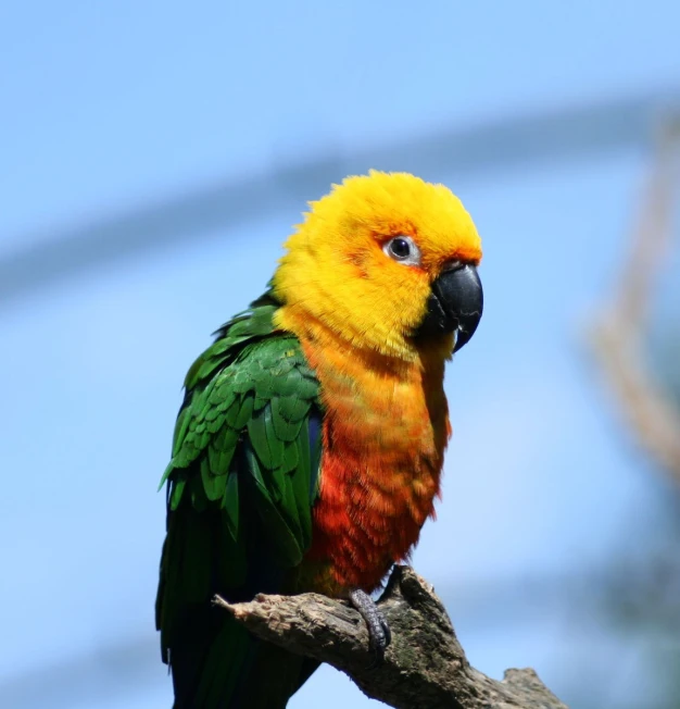 the colorful bird sits on the nch staring at the pographer