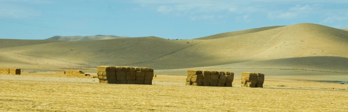 hay bails in a field of ripe brown wheat