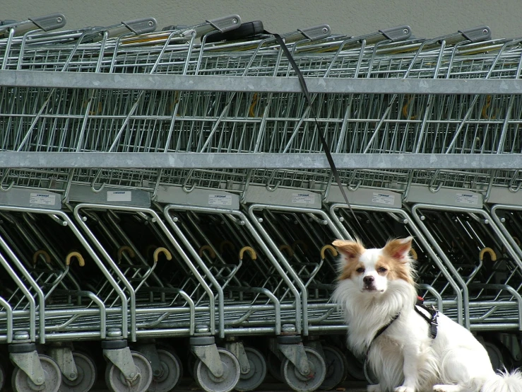 a dog sitting next to a row of shopping carts