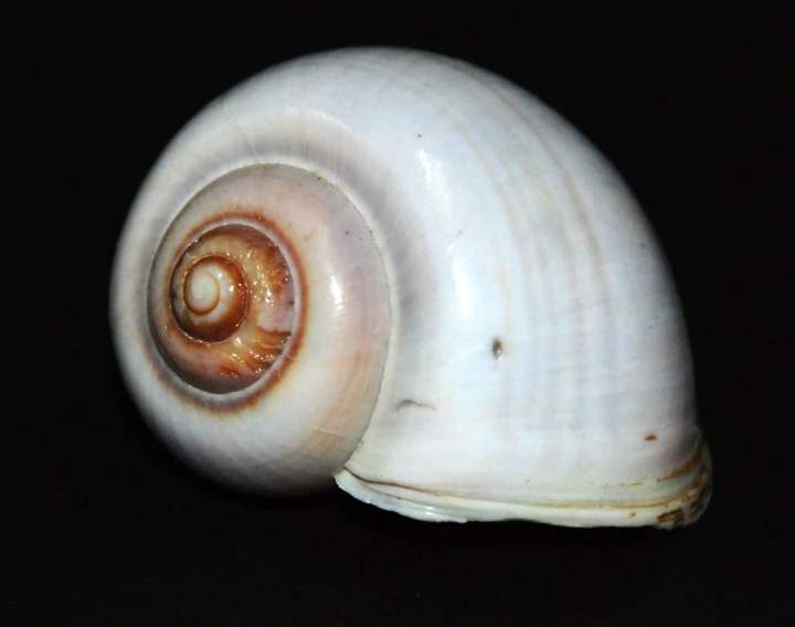 a snail with an inside snail shell inside