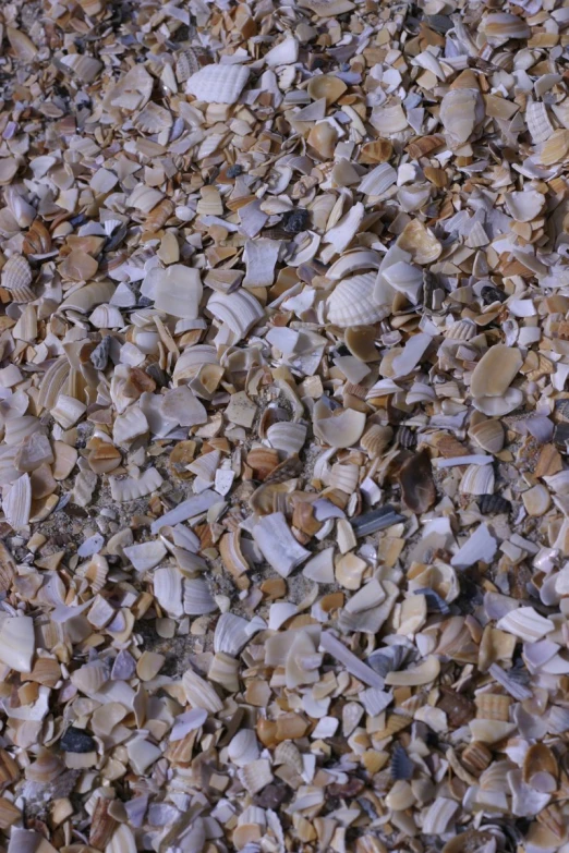 many shells are laying on the ground