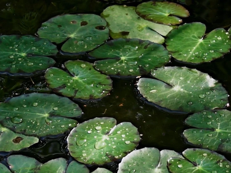 lily pads with water droplets surrounding them on a pond