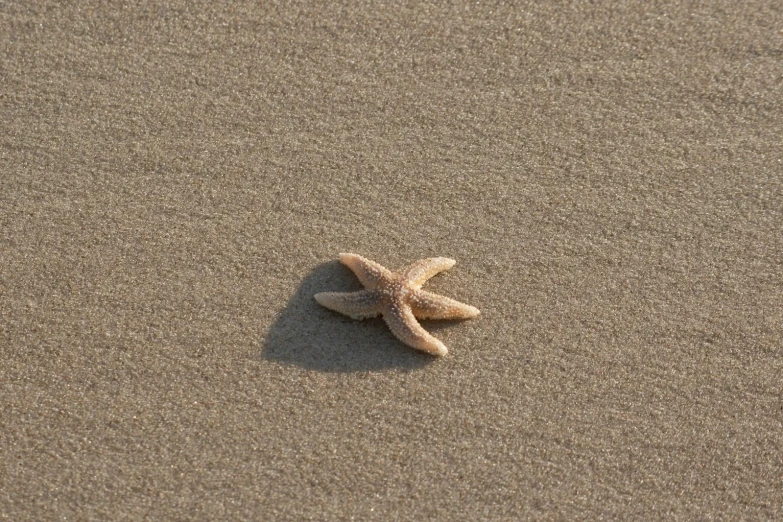 small starfish is on the sandy beach and is looking for a wave