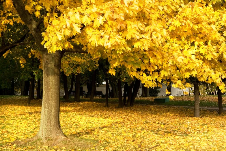 a park bench under a large yellow tree