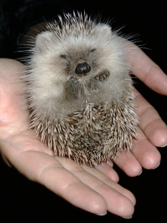 a hedge in a persons hand next to a dog