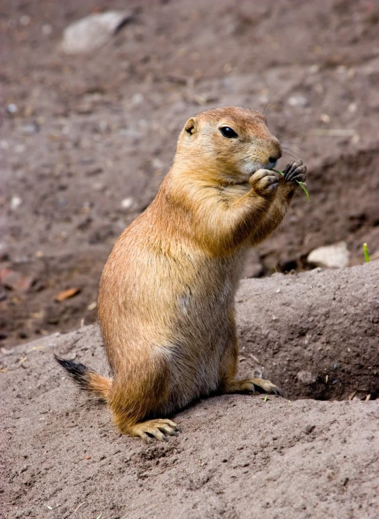 an animal standing on a rock with soing in its mouth