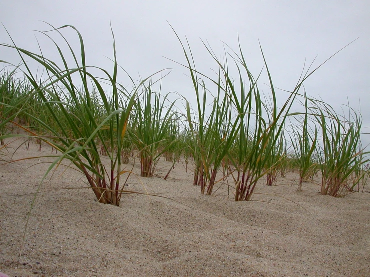 there are a lot of grass on the sand