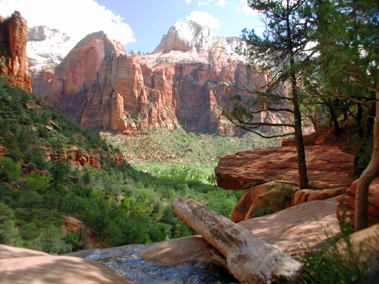 a view looking down the canyon at a tree in it