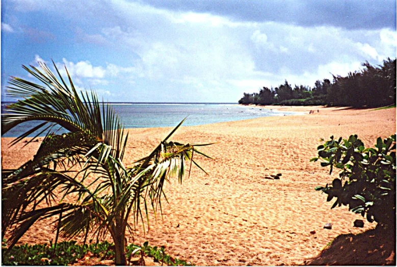 a beach is shown near some trees