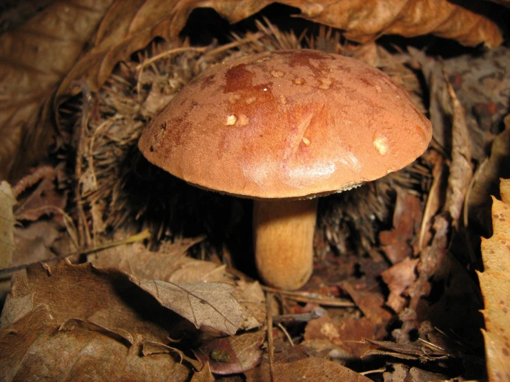 a mushroom is shown on the ground in the leaves