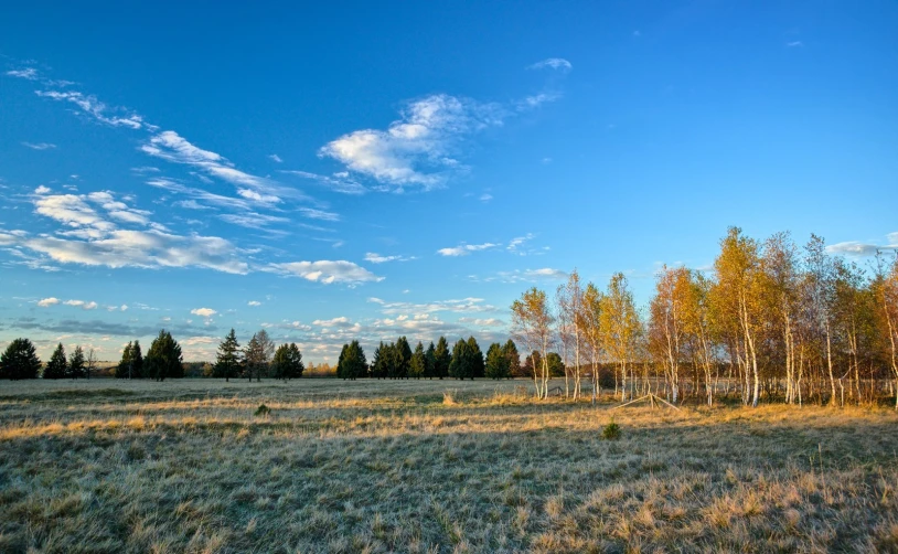 a field of dead grass and trees with some sky in the background