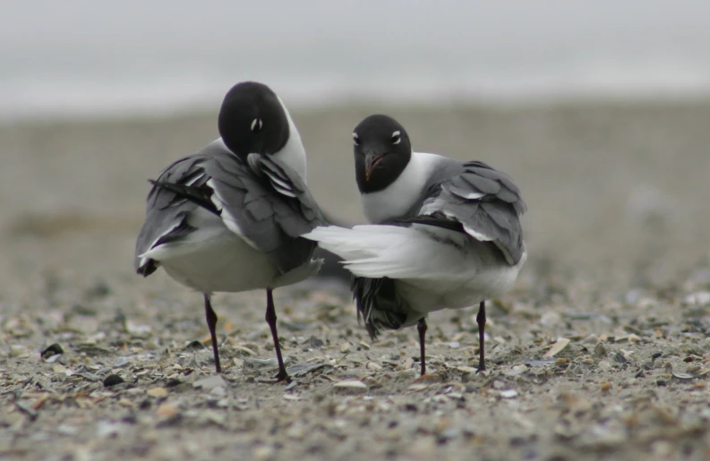 two birds standing side by side on the ground