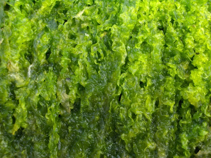 close up of the foliage from an aquatic plant