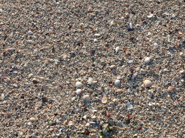 a bird walking on sand with shells and stones